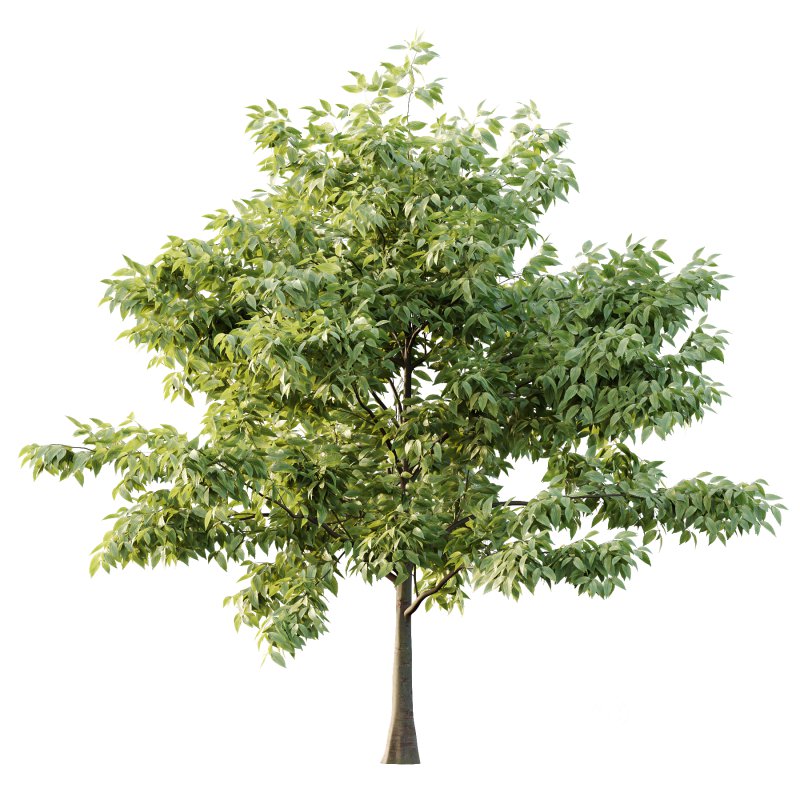 Celtis australis Tree 10 Image 1