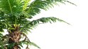 Collection 09 – Fern Garden - Thumbnail 13