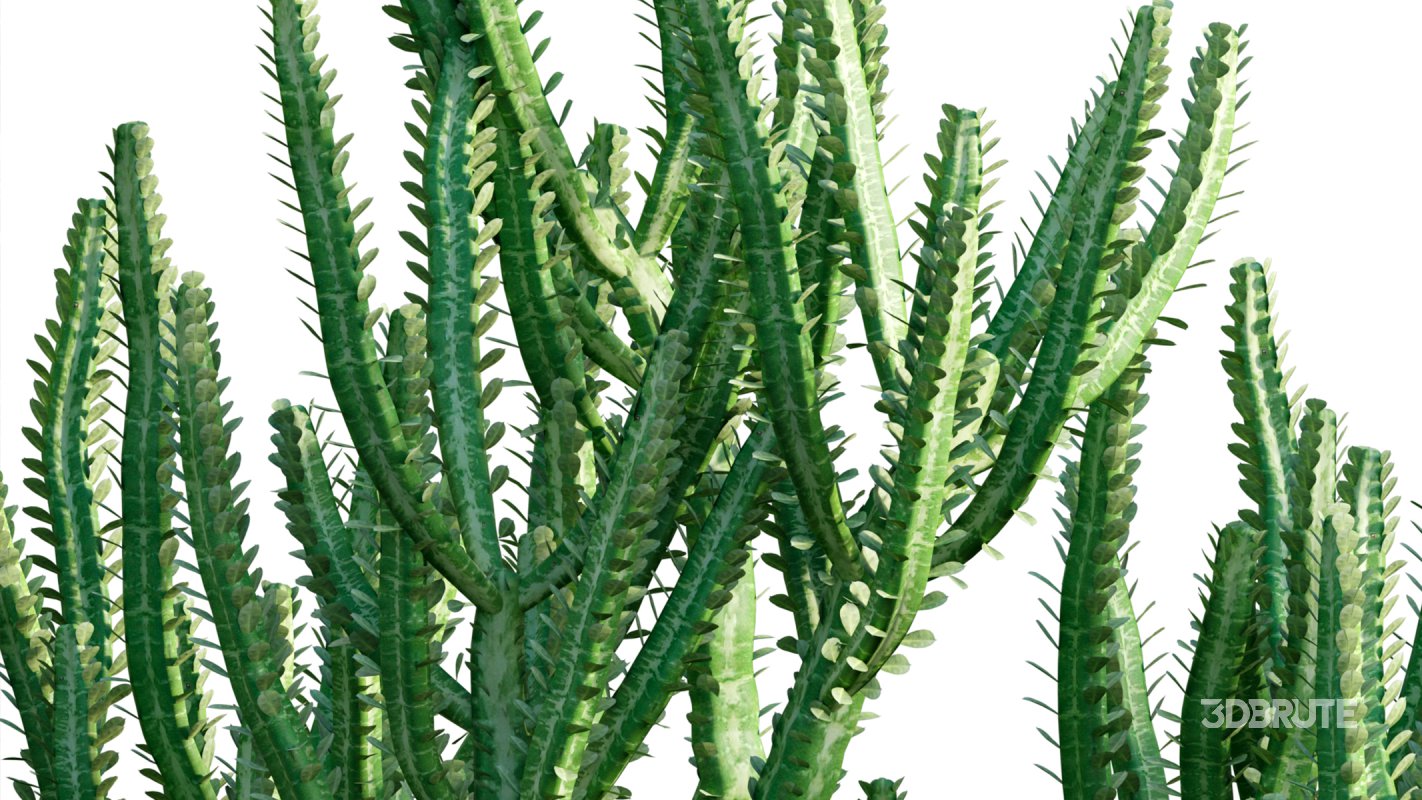 Collection 12 – Desert Garden Image 27