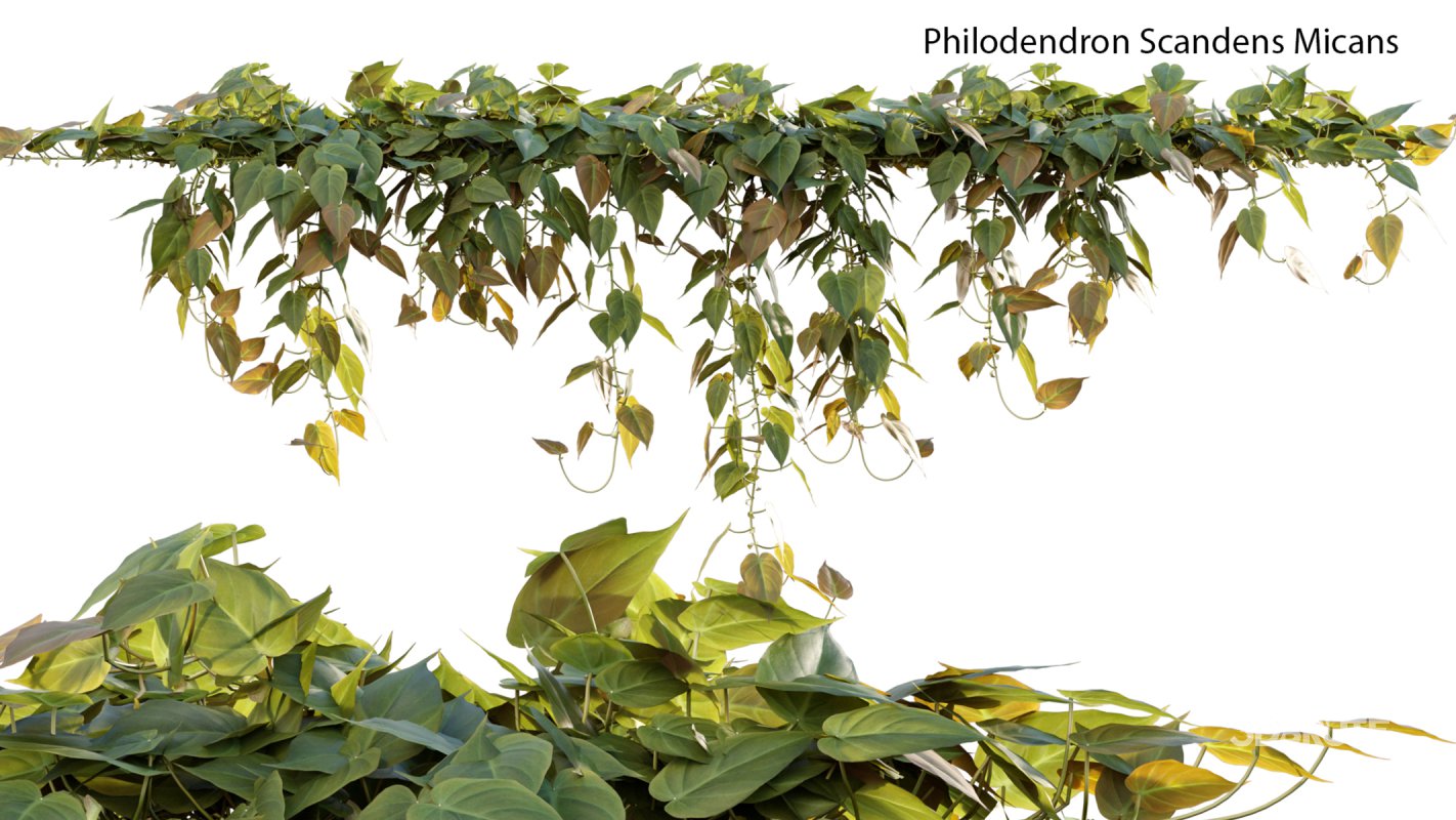 Collection 15 – Interior Plants Image 23