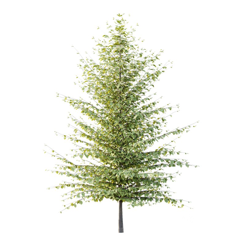 Different Trees 59 Image 1