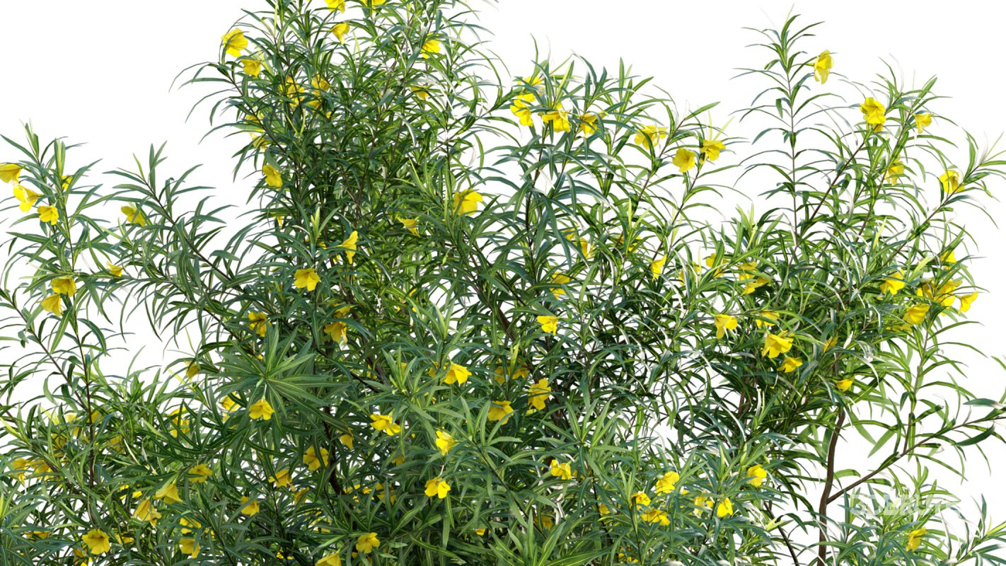 Collection 17 – Chinese garden Image 38