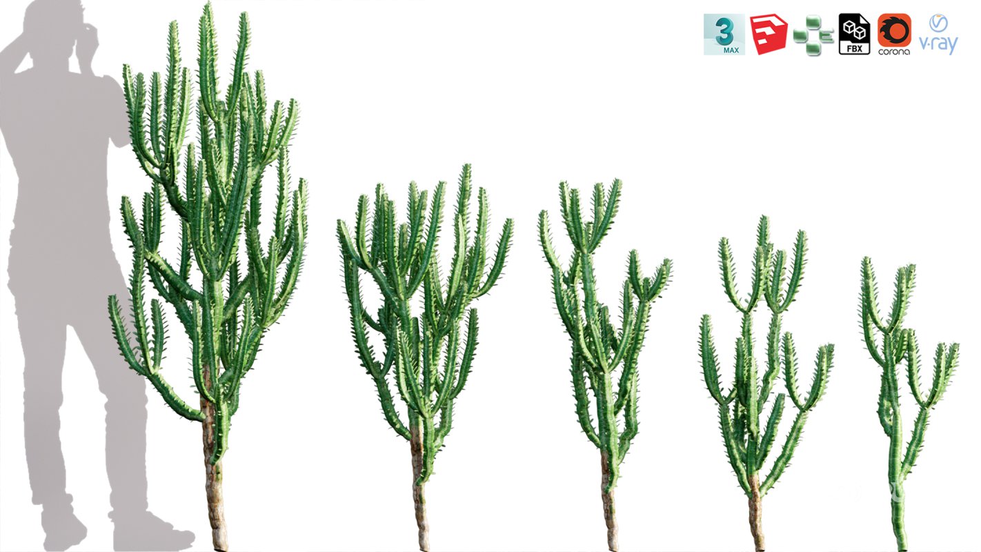 Collection 12 – Desert Garden Image 25