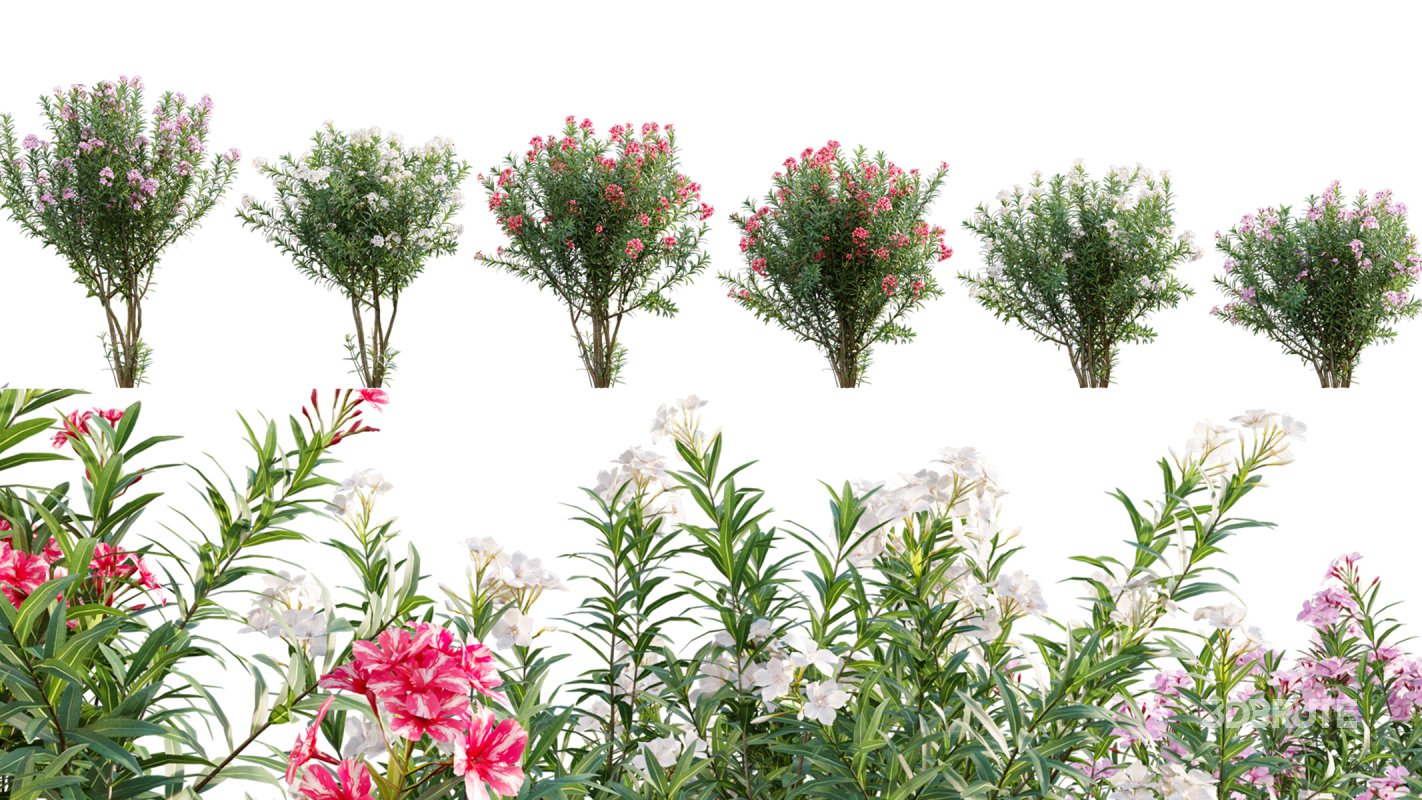 Collection 17 – Chinese garden Image 18