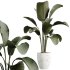 AV Indoor Plants Set 327 Mission Olive and Yucca Aloifolia Rostrata Palm and Lutea Cuban Cigar - Thumbnail 5