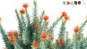 Collection 12 – Desert Garden - Thumbnail 30