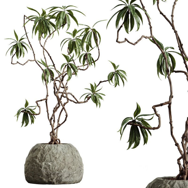 AV Indoor Plants Set 362 Arbequina Olive and Ficus Dracaena Marginata Image 1