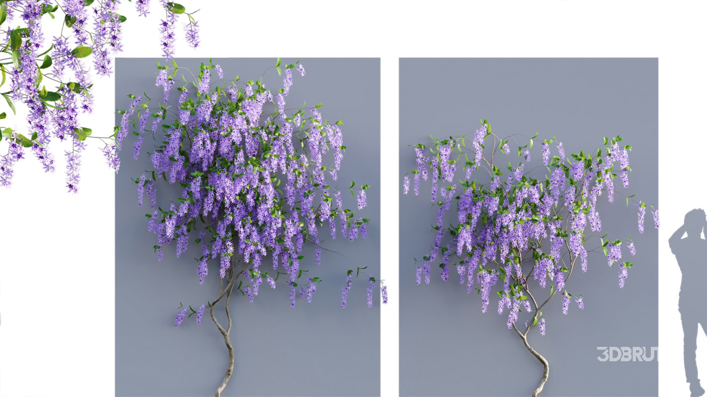 Collection 07 – Central America Garden Image 32