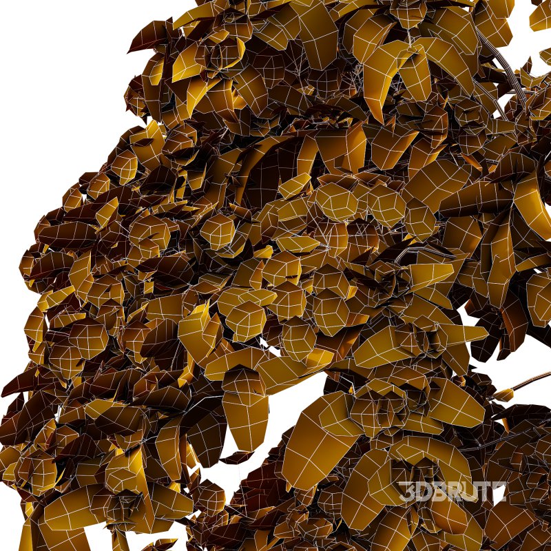 Philadelphia Bush 01 Image 6