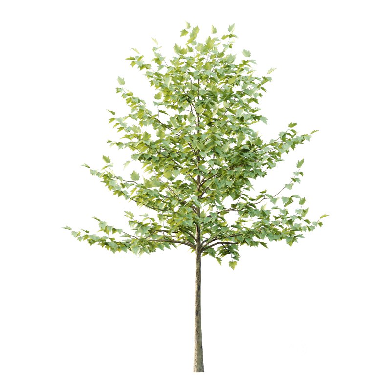 Sycamore Platanus Tree 08 Image 2