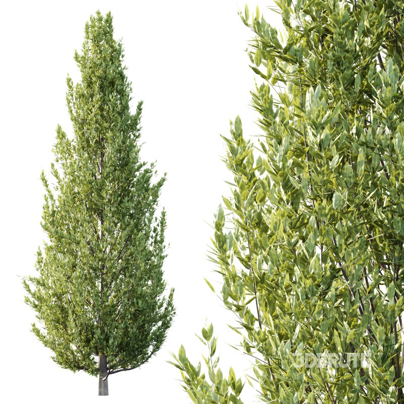 Different Trees 48 Image 5