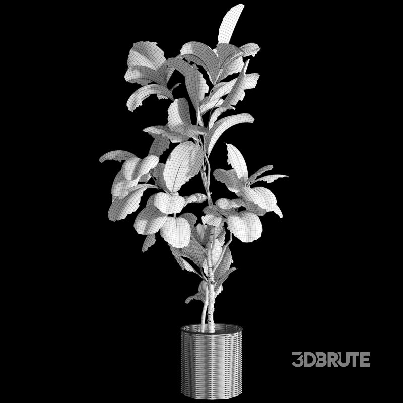 Bonsai Jungle Ficus Fiddle Leaf Fig 446 Image 6