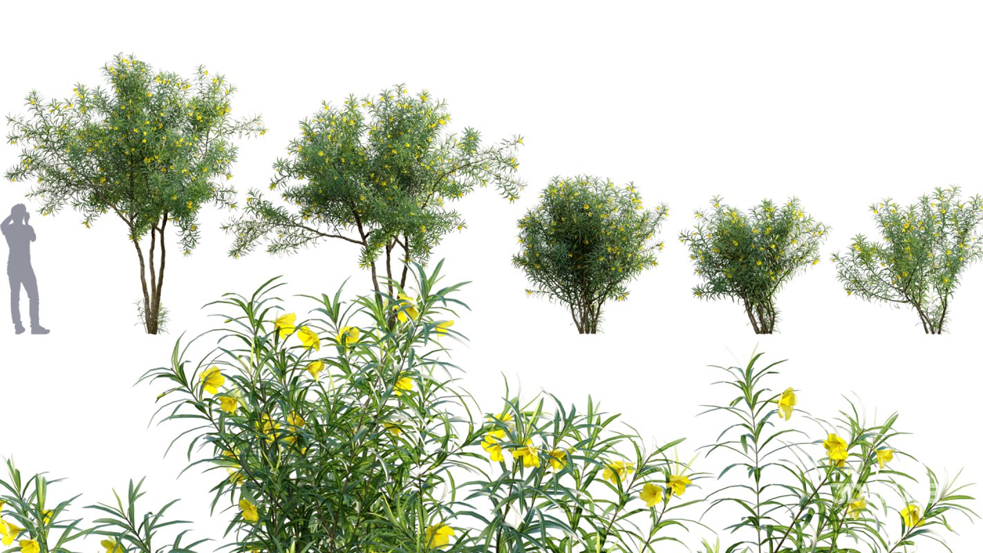 Collection 17 – Chinese garden Image 37