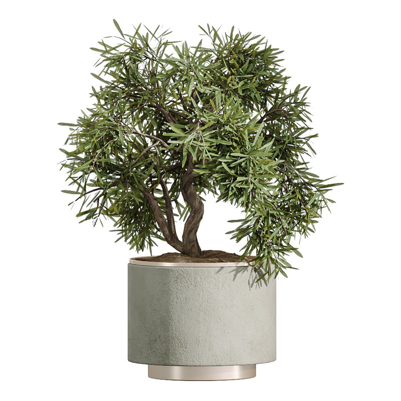 AV Indoor Plants Set 328 Olive and Yucca Rostrata Palm and Dracaena Lemon Image 4