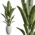 AV Indoor Plants Set 350 Olive Eucalyptus and Banana Nicolai and Yucca and Bonsai Orange - Thumbnail 7