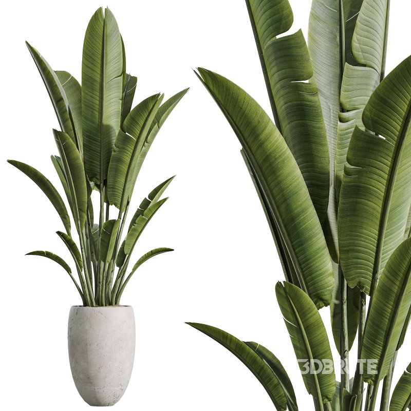 AV Indoor Plants Set 350 Olive Eucalyptus and Banana Nicolai and Yucca and Bonsai Orange Image 7