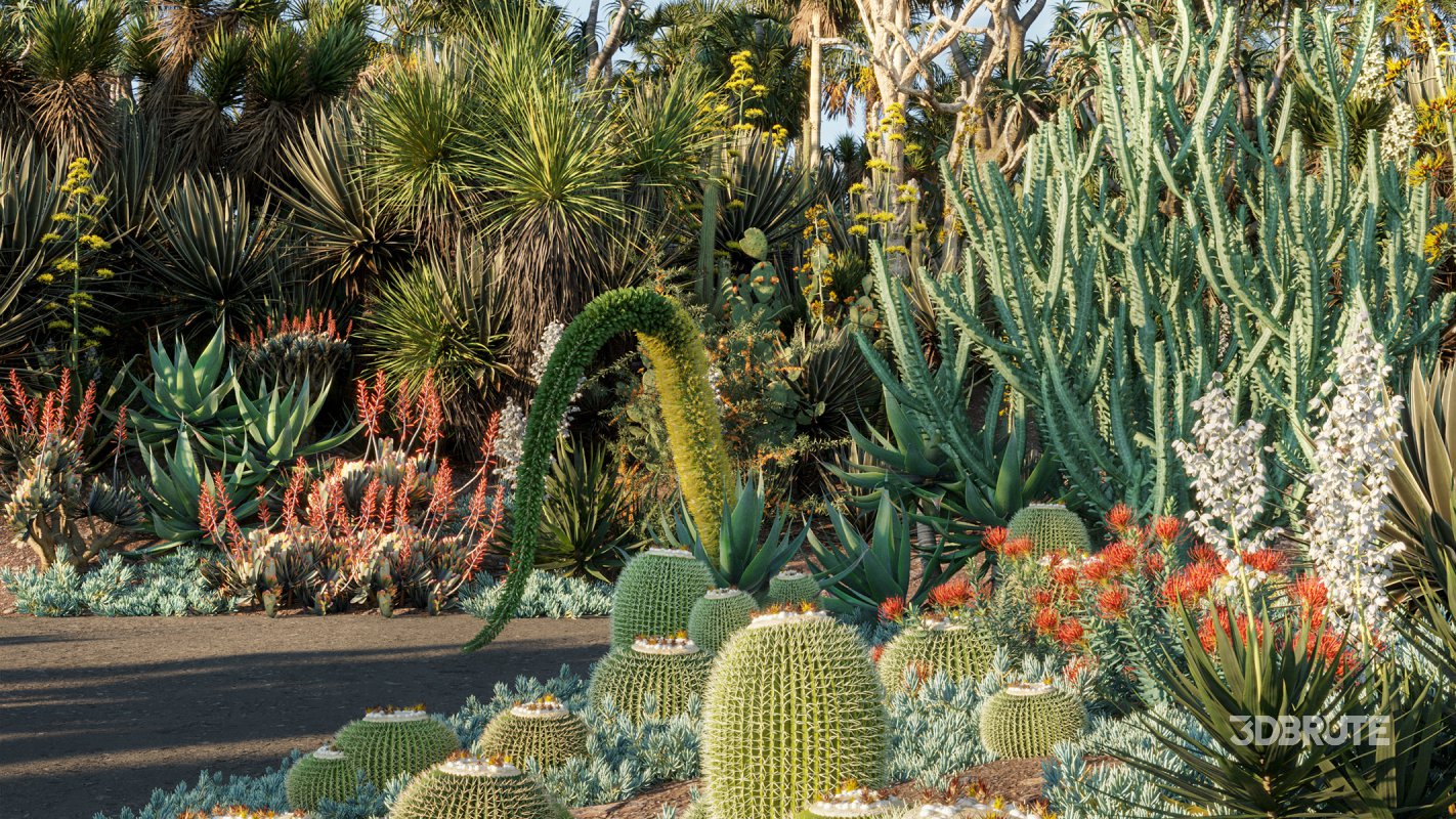Collection 12 – Desert Garden Image 2