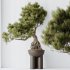 AV Indoor Plants Set 315 Ficus Retusa Bonsai Ginseng and Bonsai Pinus Pentaphylla Thunbergii - Thumbnail 2