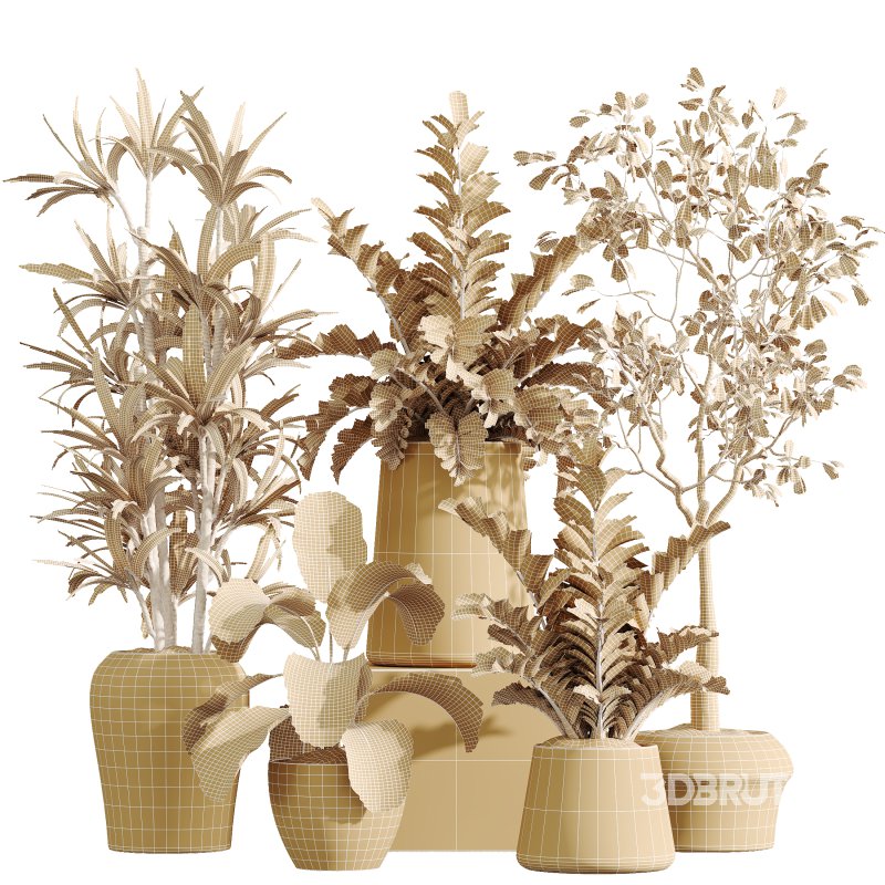 AV Indoor Plants Set 367 Japandi Decorative and Zamiifolia and Calathea Lutea and Dracaena Warneckii Image 9