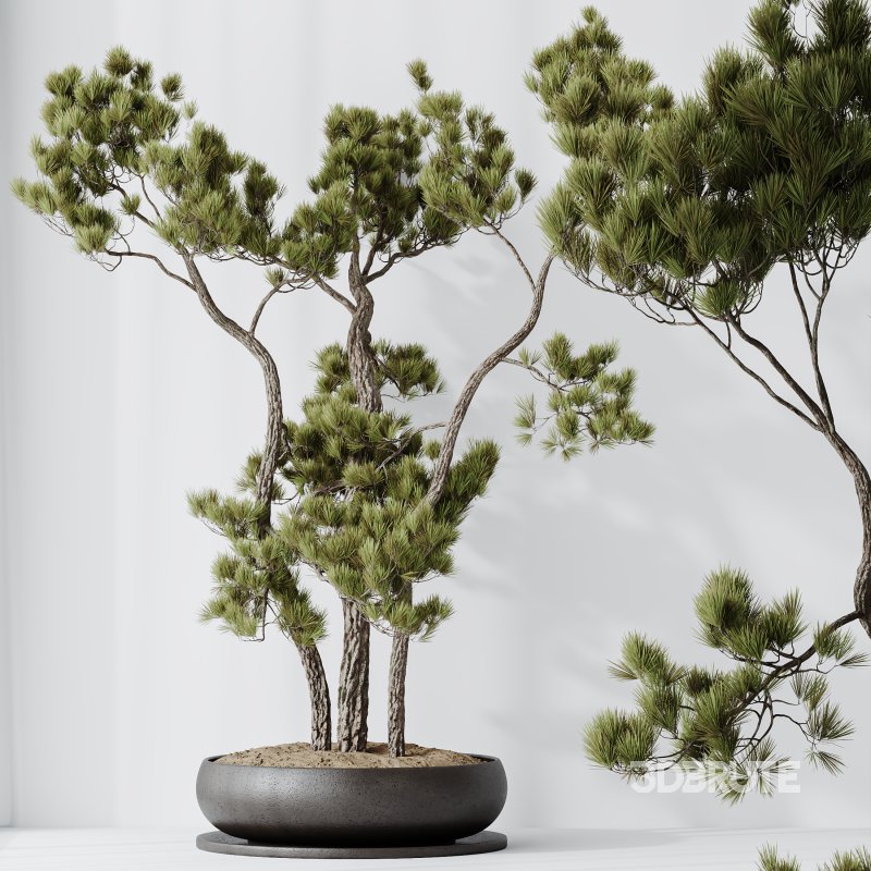AV Indoor Plants Set 316 Retusa Microcarpa Bonsai Ginseng and Pinus Pentaphylla Bonsai Image 4