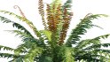 Collection 09 – Fern Garden - Thumbnail 39