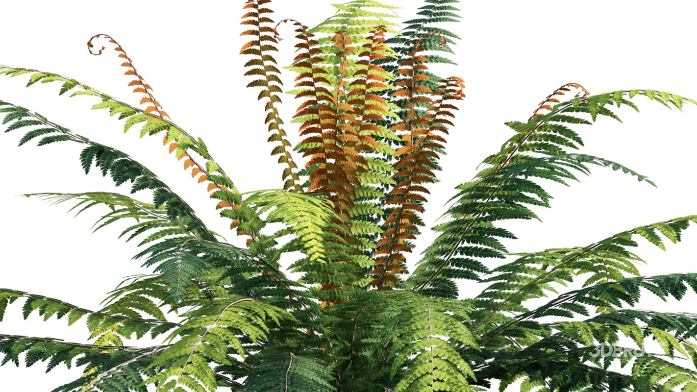 Collection 09 – Fern Garden Image 39