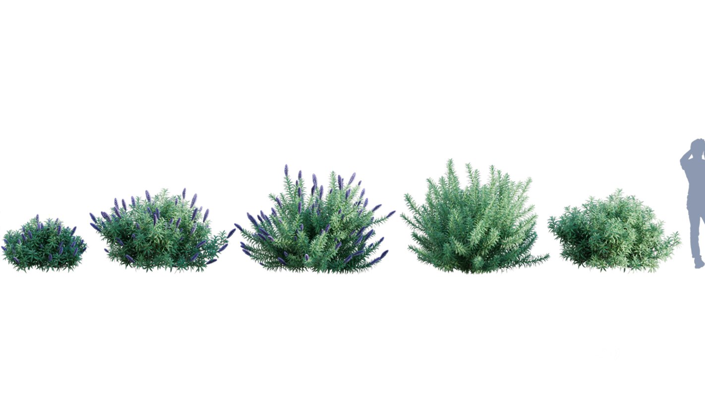 Collection 01 – Mediterrannean Garden (3D Model) Image 9