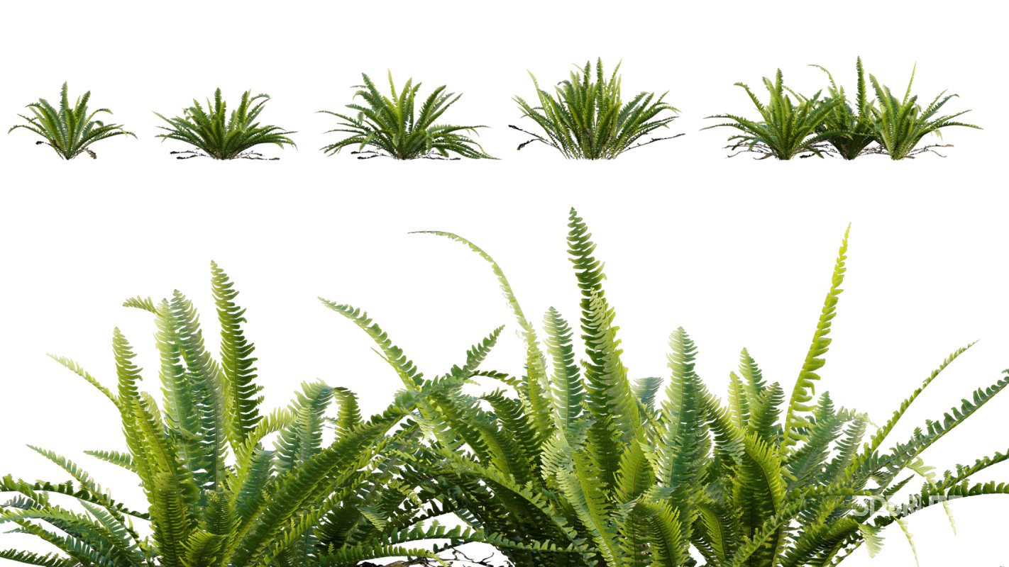 Collection 06 – Japanese Garden Image 19