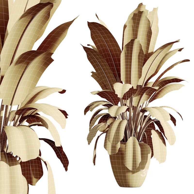 AV Indoor Plants Set 354 Ficus Marginata and Ficus Elastica and Euphorbia and Schefflera Image 6