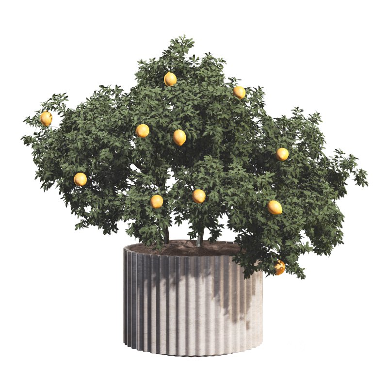 Lemon Tree in Pot Collection Image 3