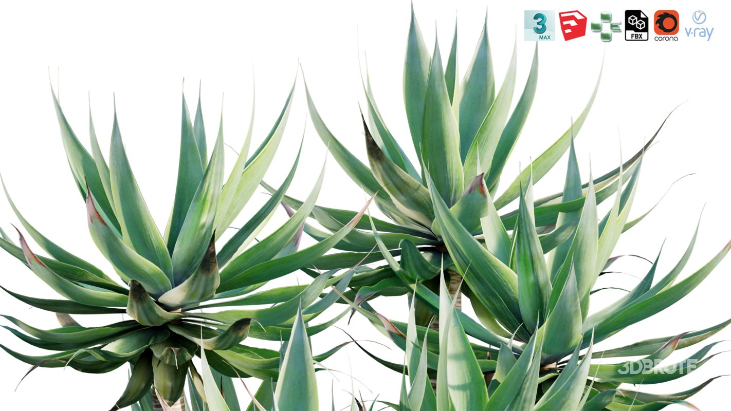 Collection 12 – Desert Garden Image 12