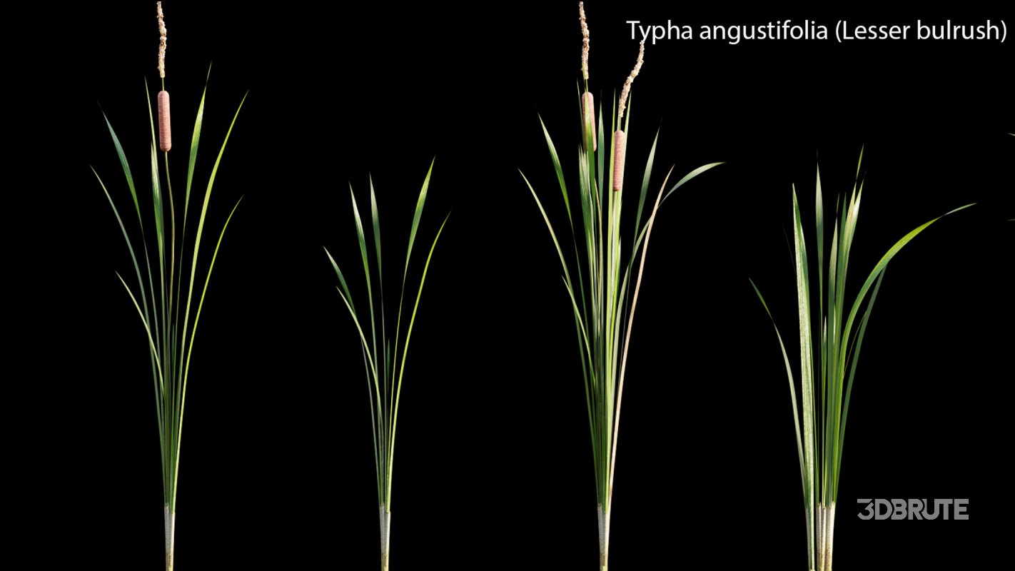 Collection 14 – English Garden Image 38