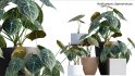 Collection 15 – Interior Plants - Thumbnail 4