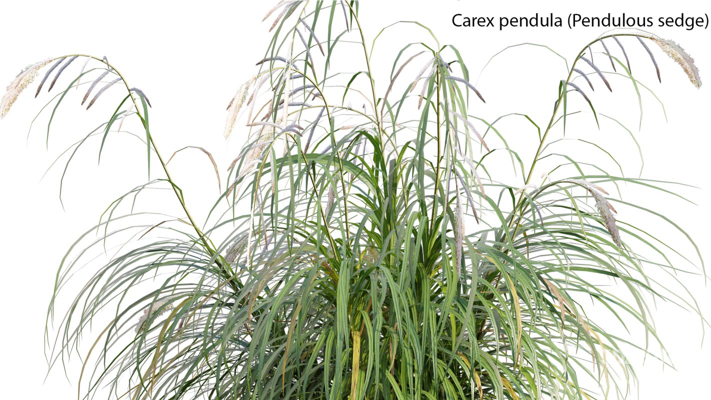 Collection 14 – English Garden Image 19