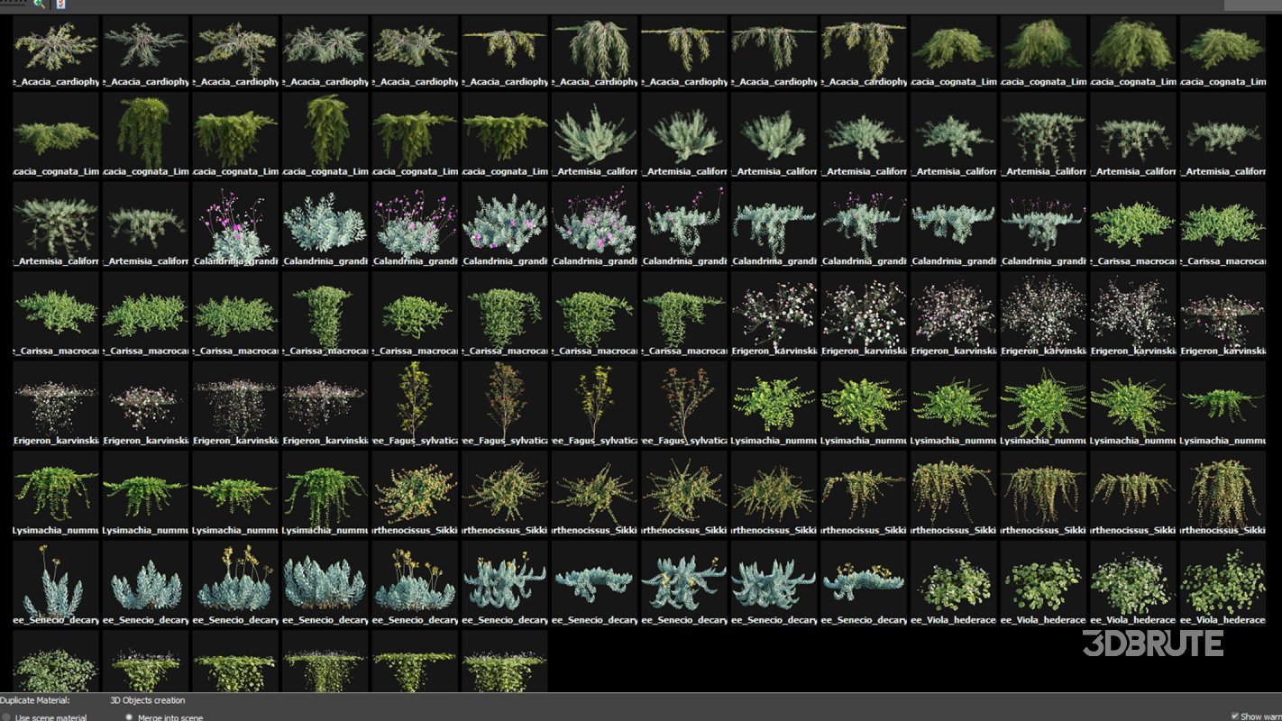 Collection 11 – Ground cover – Vines and Creepers Image 3