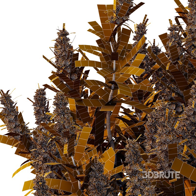 Echium candicans Pride of Madeira Bush 06 Image 4