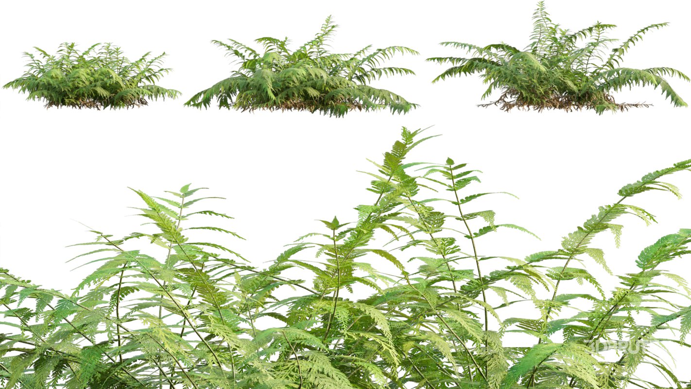 Collection 09 – Fern Garden Image 6