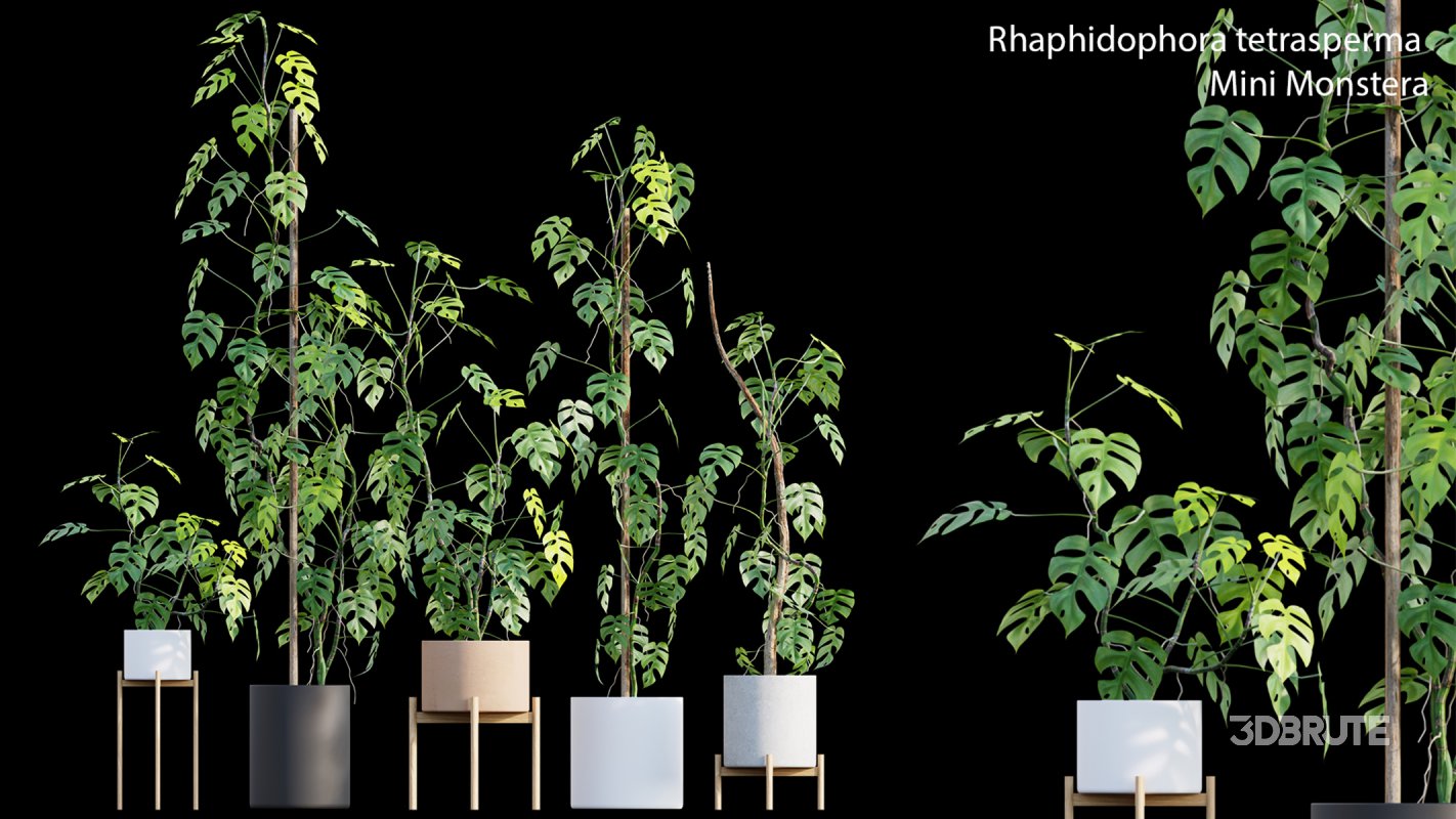 Collection 15 – Interior Plants Image 18