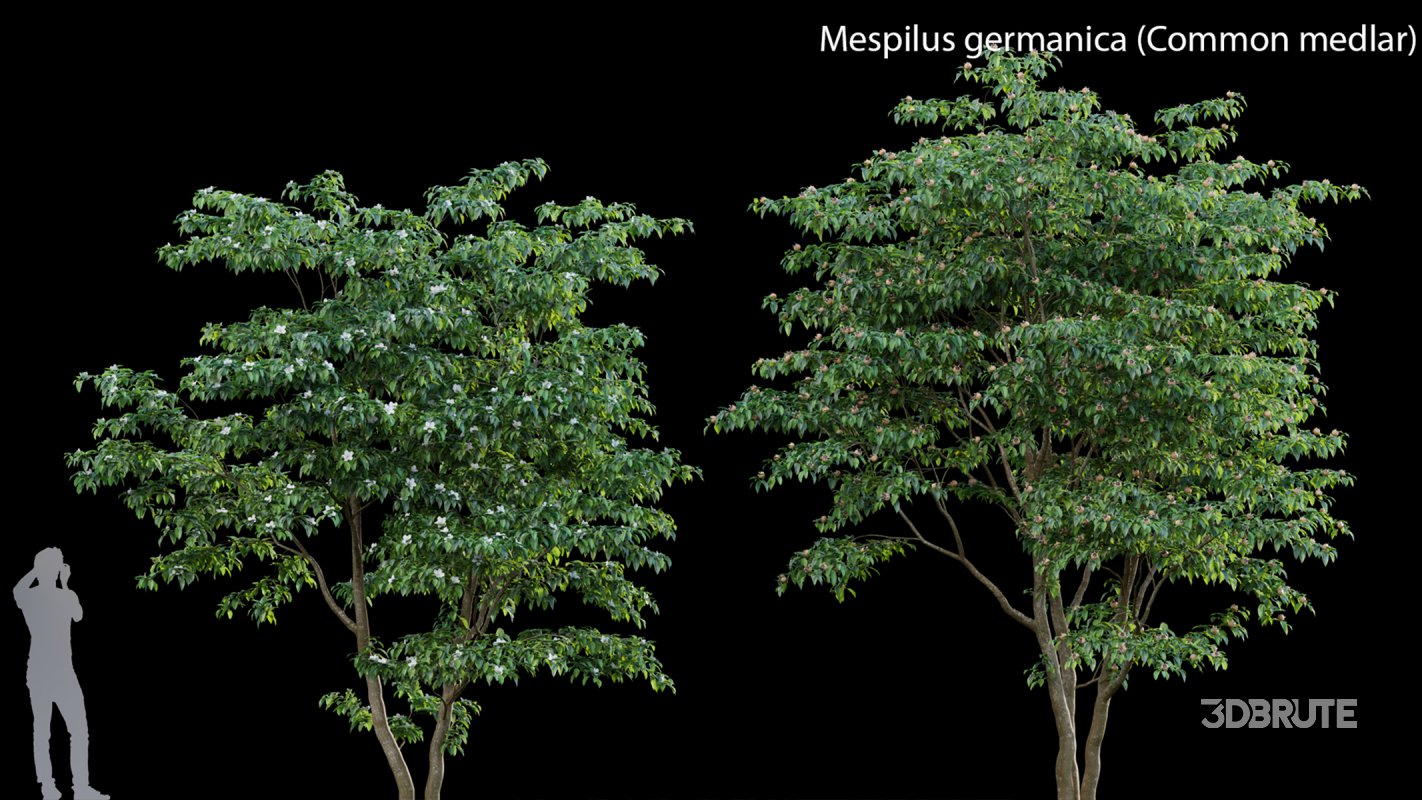 Collection 14 – English Garden Image 31