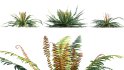 Collection 09 – Fern Garden - Thumbnail 38