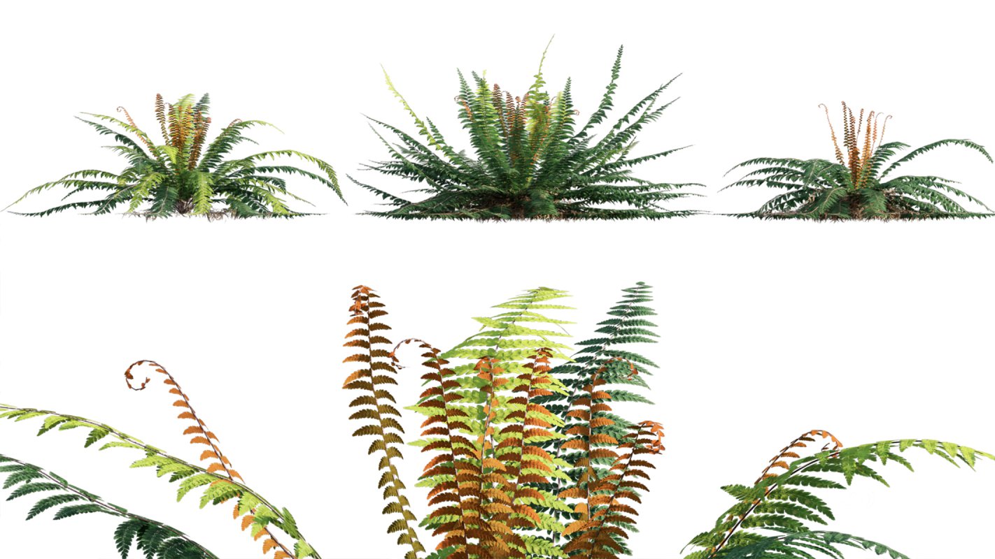 Collection 09 – Fern Garden Image 38