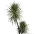 AV Indoor Plants Set 363 Yucca Palm and Banana Nicolai and Arbequina Olive - Thumbnail 3