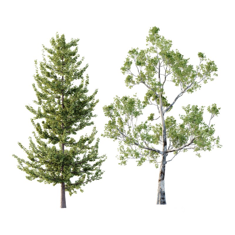 Different Trees 45 Image 6