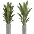 AV Indoor Plants Set 360 Olive and Banana Nicolai and Ficus Bonsai Ginseng - Thumbnail 4