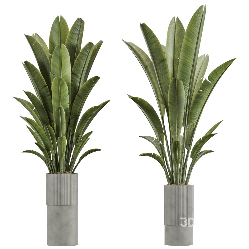 AV Indoor Plants Set 360 Olive and Banana Nicolai and Ficus Bonsai Ginseng Image 4