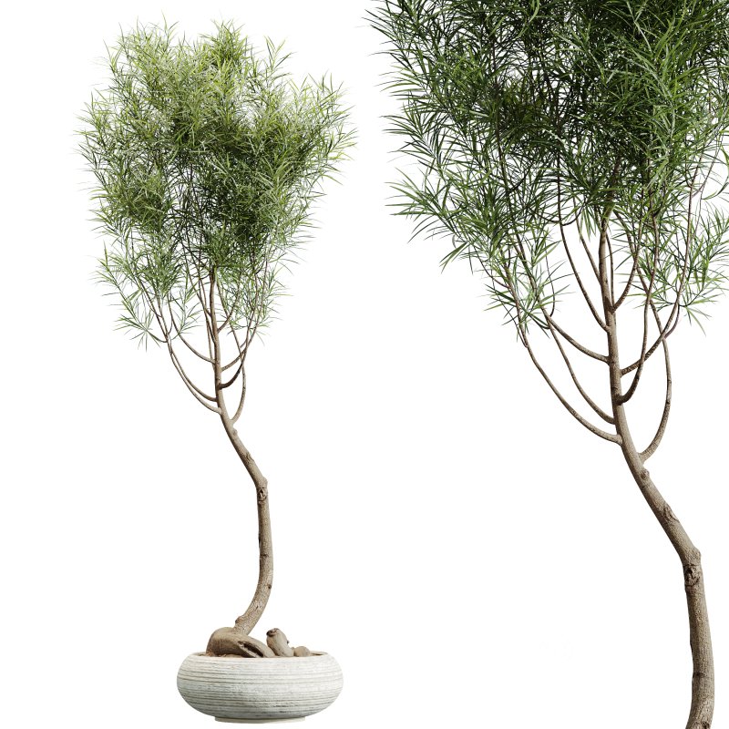 AV Indoor Plants Set 358 Ficus Dracaena Marginata and Banana Strelitzia Nicolai Image 1