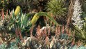 Collection 12 – Desert Garden - Thumbnail 3