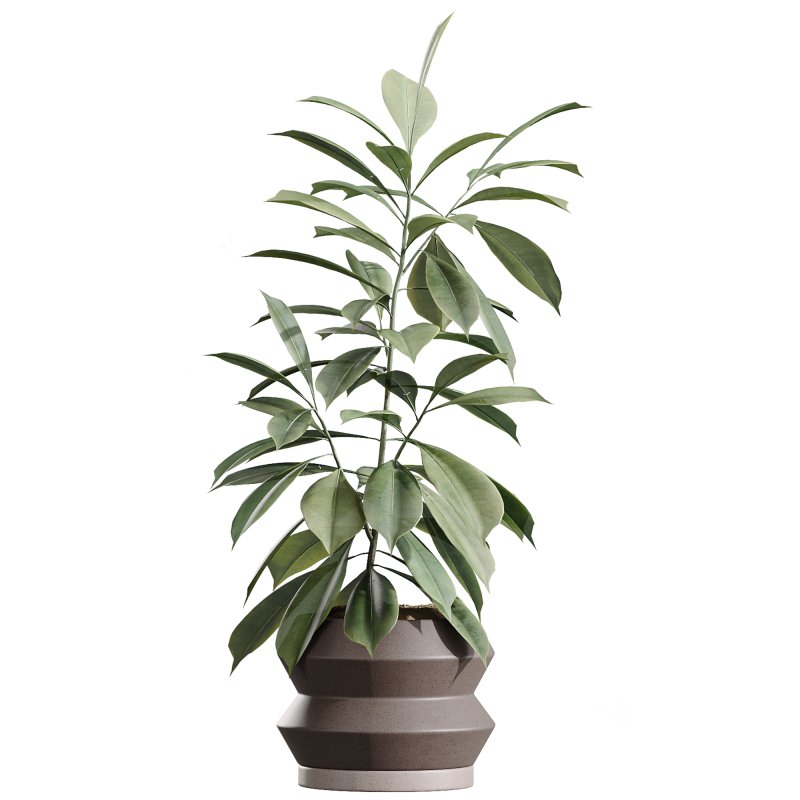 AV Indoor Plants Set 339 Ficus microcarpa and Ficus Cyathistipula and Zamiifolia Image 4