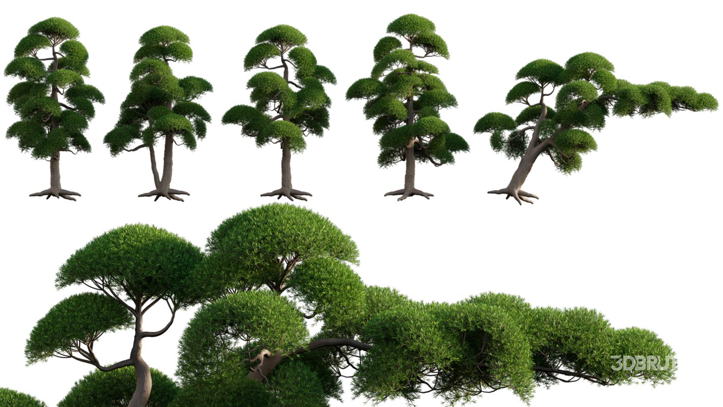 Collection 06 – Japanese Garden Image 9