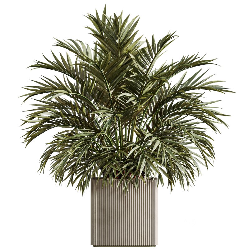 AV Indoor Plants Set 310 Olive and Banana Nicolai and Palm Kentia and Ficus Fig Image 3